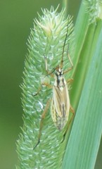 Leptopterna dolabrata