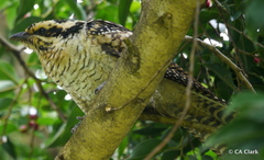 Eudynamys orientalis cyanocephalus