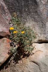 Dimorphotheca chrysanthemifolia
