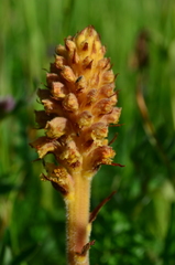 Orobanche bartlingii