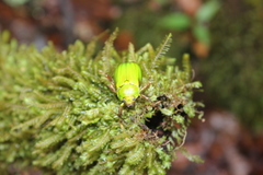 Chrysina antonkozlovi