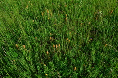 Orobanche bartlingii
