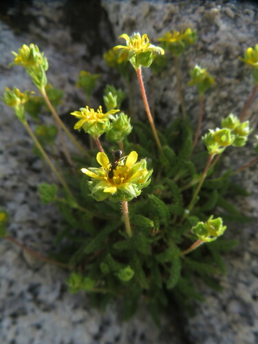 Image of Ivesia pygmaea by no rights reserved