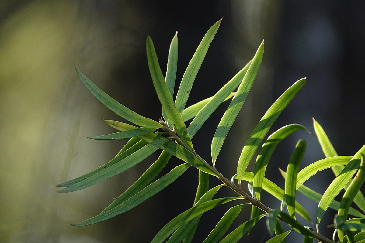 dwarf plum-pine (Podocarpus spinulosus)  iNaturalist