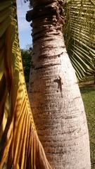 Anolis sagrei