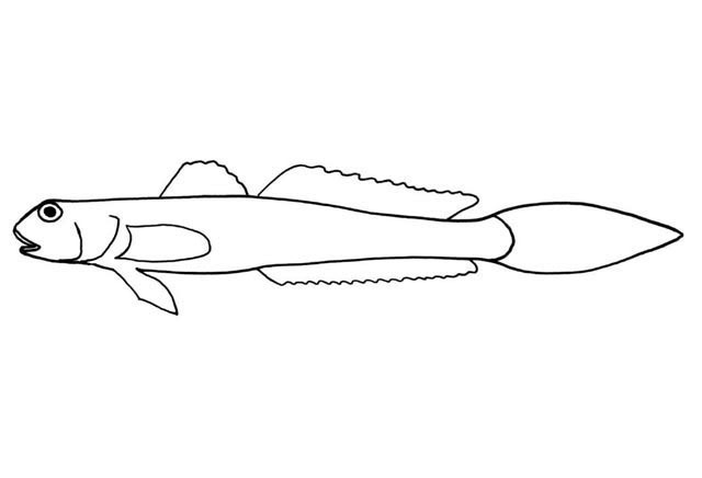 Clayton's goby (Ctenogobius claytonii) — Gobiidae