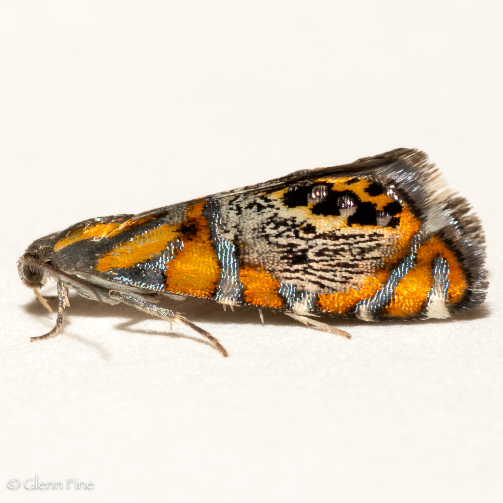 Psychedelic Regal Moth