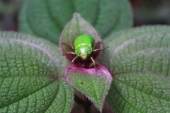 Chrysina antonkozlovi