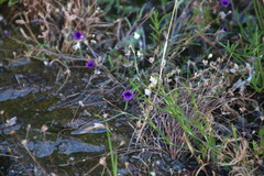 Monopsis debilis