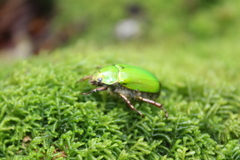 Chrysina antonkozlovi