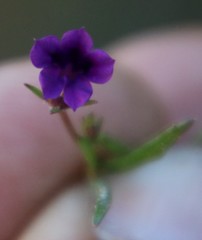 Monopsis debilis