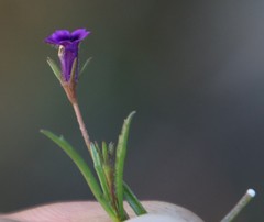 Monopsis debilis