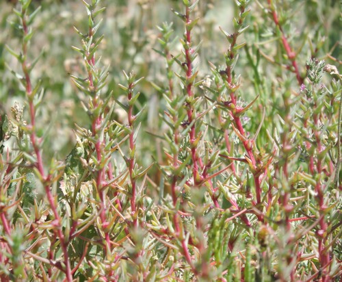 Image of Salsola soda by (c) Alex, some rights reserved (CC BY)