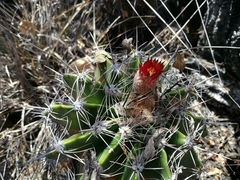 Ferocactus flavovirens