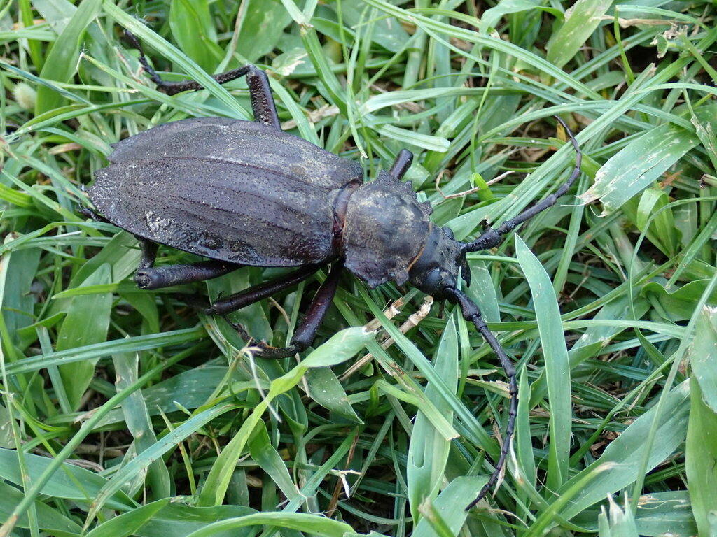 Psalidocoptus