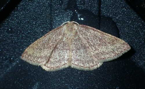 Cyclophora azorensis