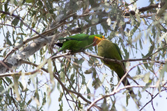 Polytelis swainsonii