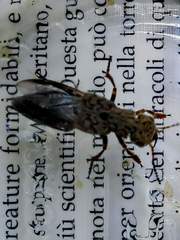 Ontholestes tessellatus