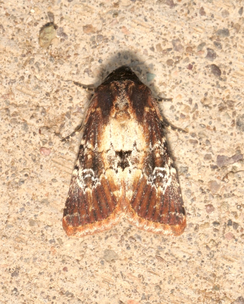 Barrens Moth