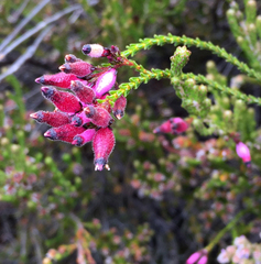 Erica cristata