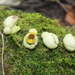Aristolochia stevensii - Photo 由 Hermes Vega 所上傳的 (c) Hermes Vega，保留部份權利CC BY-NC