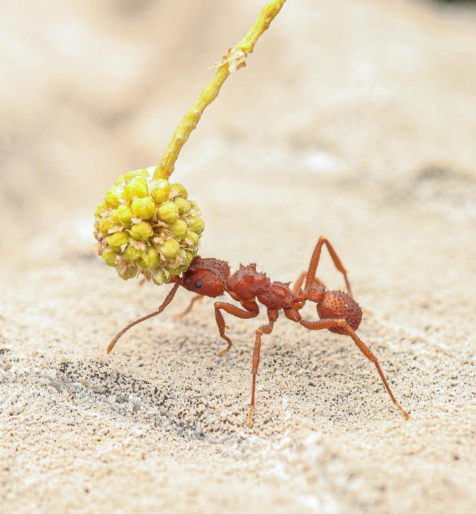 Arizona Fungus-farming Ant