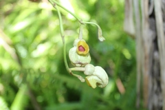Aristolochia stevensii