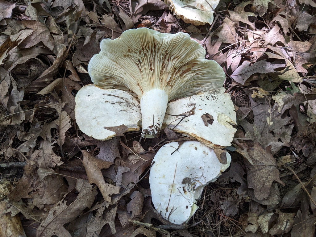 Lactifluus sp. 'subvellereus-IN06'