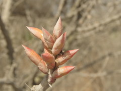 Fouquieria formosa