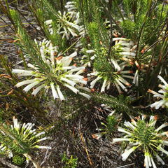 Erica thomae thomae