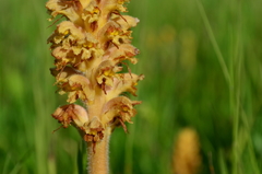 Orobanche bartlingii