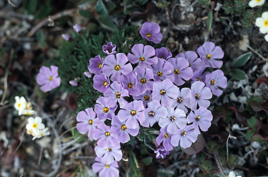 Phlox richardsonii ssp. richardsonii