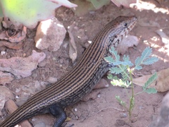 Trachylepis brevicollis