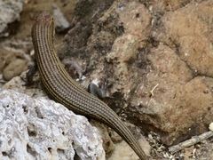 Trachylepis brevicollis