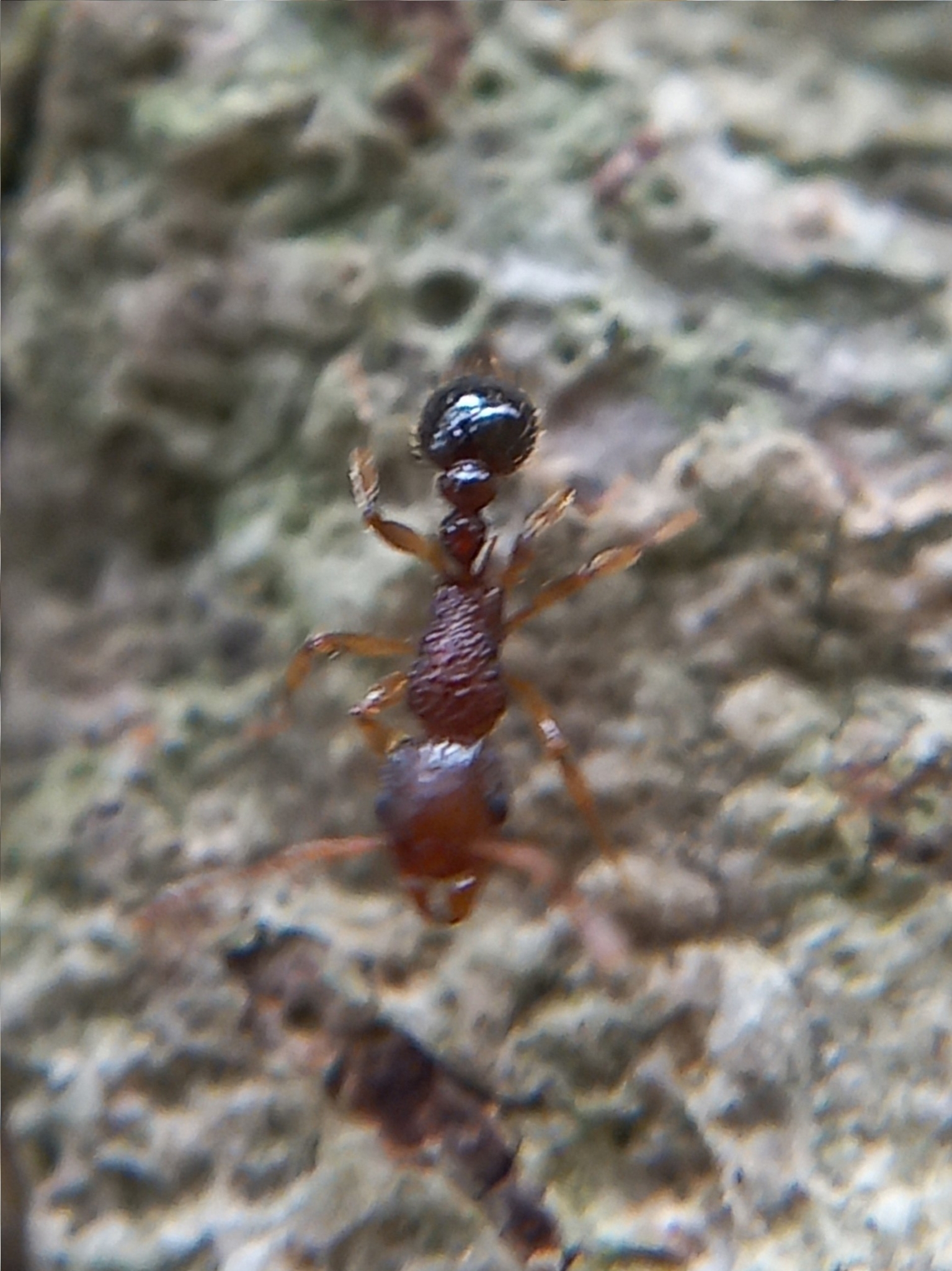 Tetramorium belgaense