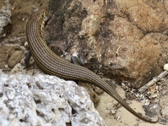 Trachylepis brevicollis