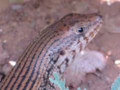 Trachylepis brevicollis