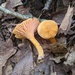 Peach Chanterelle - Photo (c) huafang, some rights reserved (CC BY-NC), uploaded by huafang
