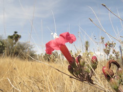 Ipomoea conzattii