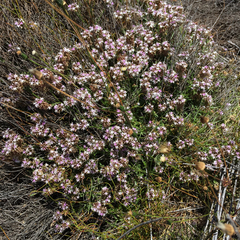 Lobelia jasionoides