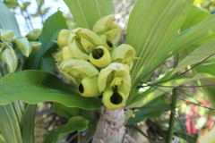 Catasetum integerrimum