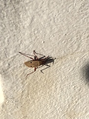 Probergrothius nigricornis