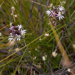 Lobelia jasionoides