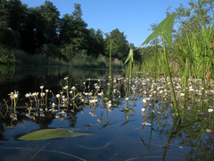 Ranunculus circinatus