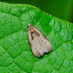 Olethreutes punctanum