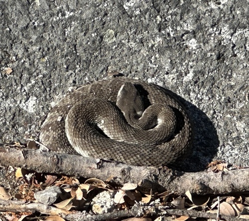 iNaturalist observation photo of Northern Pacific Rattlesnake