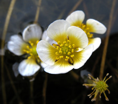 Ranunculus circinatus