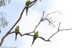 Polytelis swainsonii