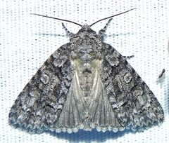 Acronicta tristis
