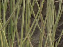 Euphorbia rossiana